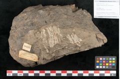 Foto (Objekt + Etikett) von Palissya podocarpoides Ettingshausen (NHMW-GEO-2024-0188-10343)